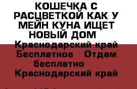 КОШЕЧКА С РАСЦВЕТКОЙ КАК У МЕЙН-КУНА ИЩЕТ НОВЫЙ ДОМ - Краснодарский край Бесплатное » Отдам бесплатно   . Краснодарский край